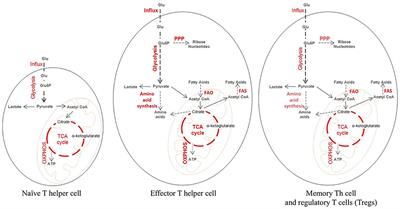 Metabolic Checkpoints in Differentiation of Helper T Cells in Tissue Inflammation